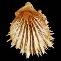 To Conchology (Spondylus spinosus)