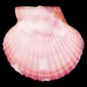 To Conchology (Aequipecten flabellum PURPLE)