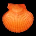 To Conchology (Aequipecten flabellum RED)