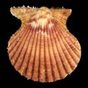 To Conchology (Aequipecten muscosus BROWN)