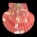 To Conchology (Aequipecten flabellum SPECIAL COLOR)