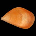 To Conchology (Septifer bilocularis ORANGE)