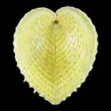 To Conchology (Corculum cardissa YELLOW)