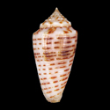 To Conchology (Phasmoconus cebuensis FREAK)