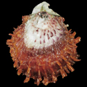 To Conchology (Spondylus candidus SET)