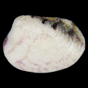 To Conchology (Chioneryx squamosa)