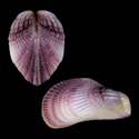 To Conchology (Brachidontes adamsianus)