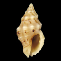 To Conchology (Pascula rufonotata)