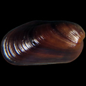 To Conchology (Botula cylista)