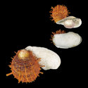 To Conchology (Spondylus setiger ORANGE)