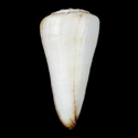 To Conchology (Fraterconus distans WHITE)