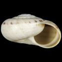 To Conchology (Xerocrassa derogata)