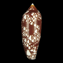 To Conchology (Darioconus gracianus PHILIPPINES)