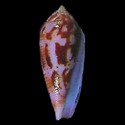 To Conchology (Kioconus blatteus)