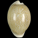 To Conchology (Naria miliaris GLOBOSE)