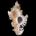 To Conchology (Chicoreus banksii PINK)