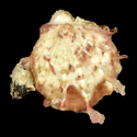 To Conchology (Spondylus foliaceus YOUNG)