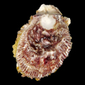 To Conchology (Spondylus depressus)