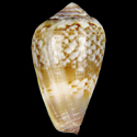 To Conchology (Lautoconus echinophilus cf.)