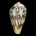 To Conchology (Lautoconus tacomae)