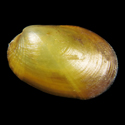 To Conchology (Musculus koreanus)