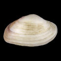 To Conchology (Petricola aequistriata)