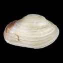 To Conchology (Petricola aequistriata)