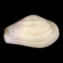 To Conchology (Petricola aequistriata)