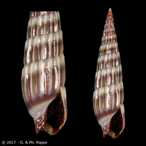 Punctoterebra plumbea