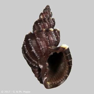 Scalptia textilis BLACK