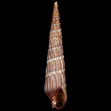 To Conchology (Terebra succincta cf.)