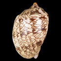 To Conchology (Cymbiola nobilis tamariskae)