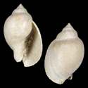 To Conchology (Casmaria ponderosa FOSSIL)