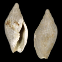 To Conchology (Ericusa papillosa FOSSIL)