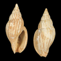 To Conchology (Lyria mitraeformis FOSSIL)