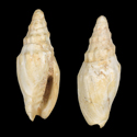 To Conchology (Notovoluta verconis FOSSIL)