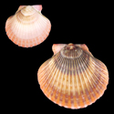 To Conchology (Aequipecten flabellum)