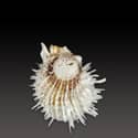 To Conchology (Spondylus castus)