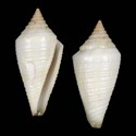 To Conchology (Kioconus papuensis ALBINO)