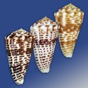 To Conchology (Asprella sulcocastanea SET)