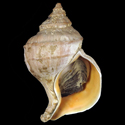 To Conchology (Neptunea tuberculata cf.)