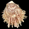 To Conchology (Spondylus multisetosus cf.)