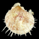 To Conchology (Spondylus visayensis YOUNG)