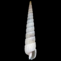 To Conchology (Terebra trismacaria ALBINO)