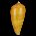 To Conchology (Phasmoconus cinereus ORANGE)