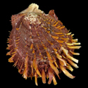 To Conchology (Spondylus groschi)