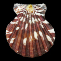 To Conchology (Bractechlamys vexillum CAUBIAN REEF FORM)