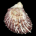 To Conchology (Spondylus avramsingeri)