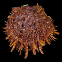 To Conchology (Spondylus cevikeri)