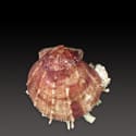 To Conchology (Spondylus ictericus)